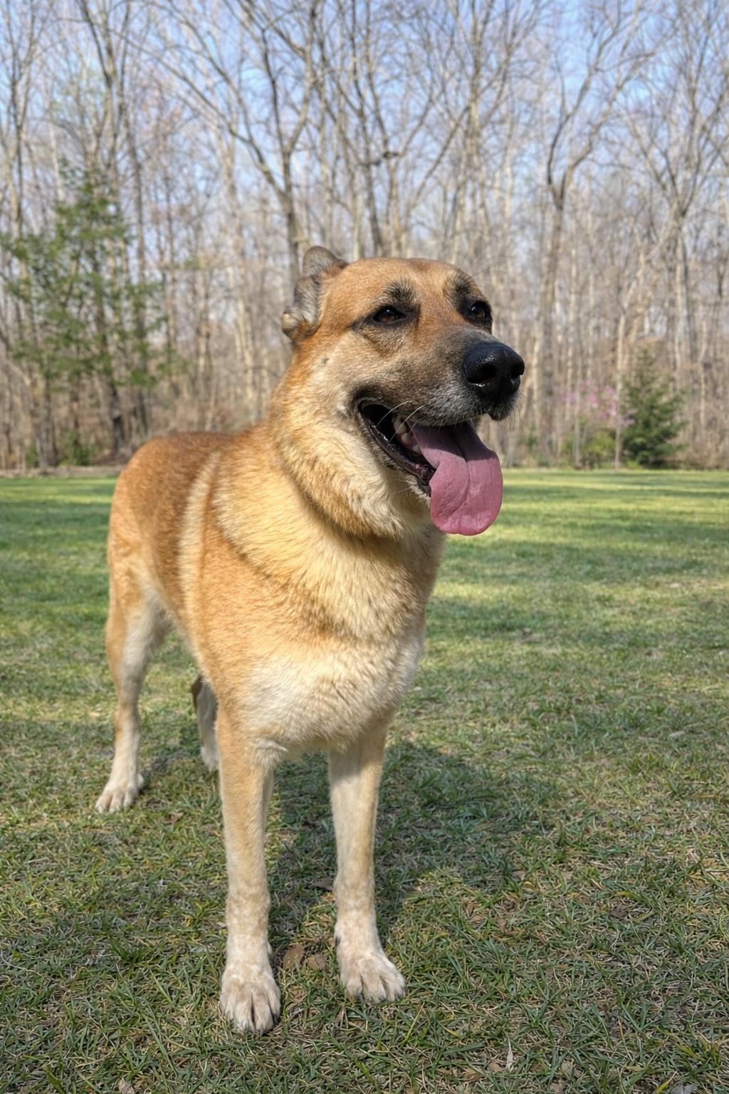 Enlarge Rachel Green, a Adoptable Shepherd in Nashville, TN image 3/3