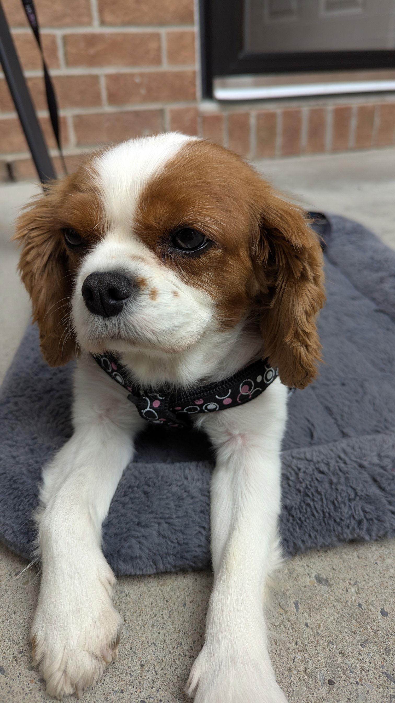 Enlarge Shelby 4295, a Adopted Cavalier King Charles Spaniel in Pickering, ON image 1/3