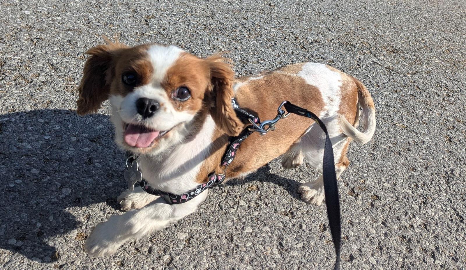 Enlarge Shelby 4295, a Adopted Cavalier King Charles Spaniel in Pickering, ON image 2/3