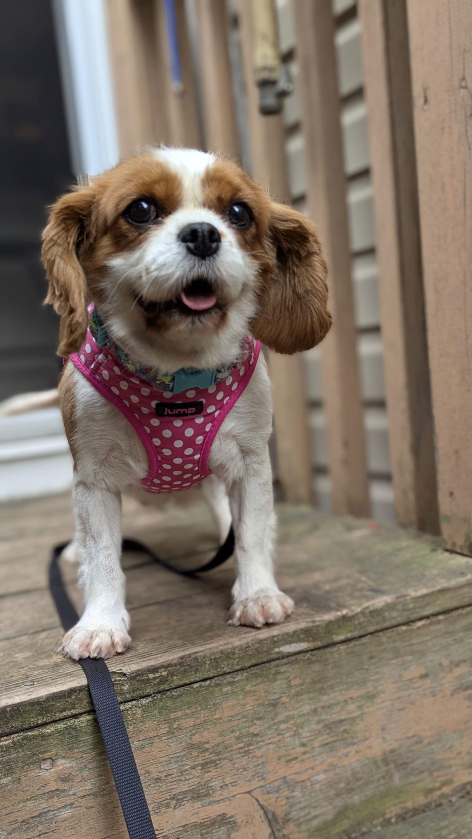 Enlarge Shelby 4295, a Adopted Cavalier King Charles Spaniel in Pickering, ON image 3/3