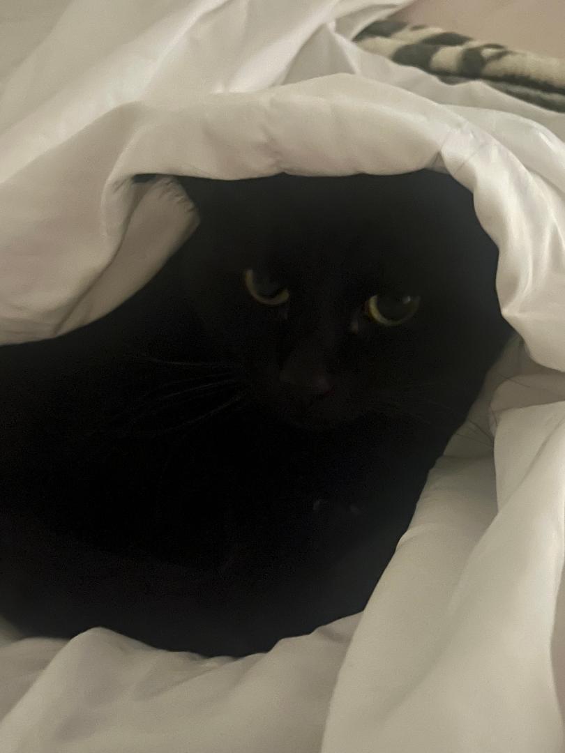 Mango and Shadow