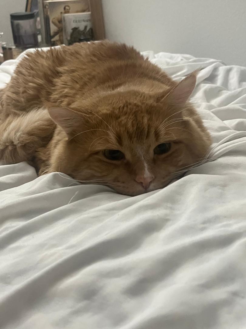 Mango and Shadow