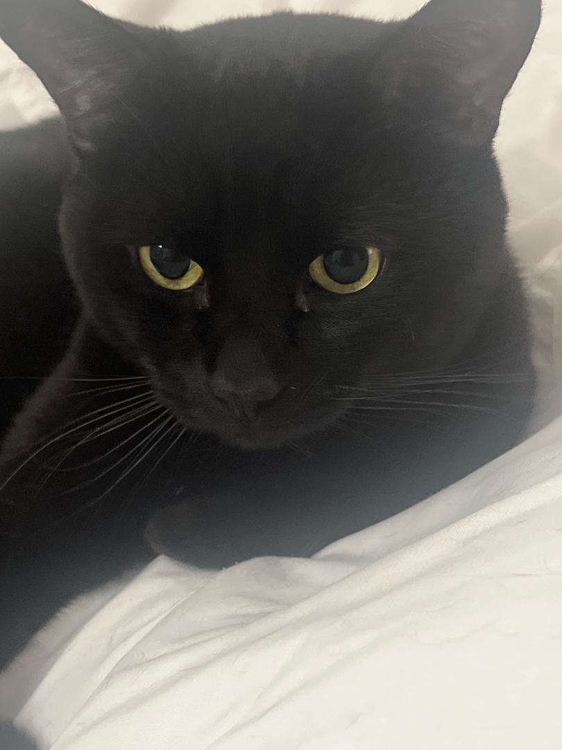 Mango and Shadow