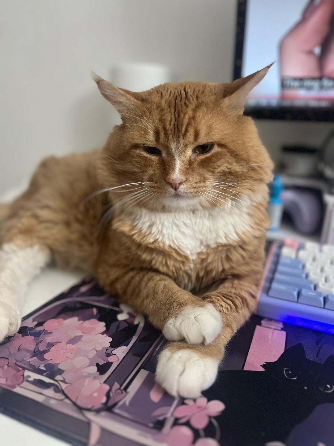 Mango and Shadow, Adoptable, Adult Male Domestic Short Hair.