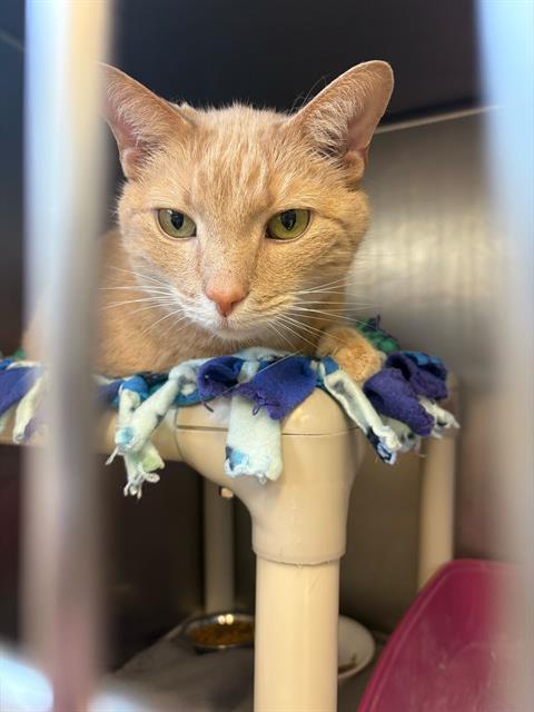 Enlarge TWINKIE, a Adoptable Domestic Short Hair in Bowling Green, OH image 1/1