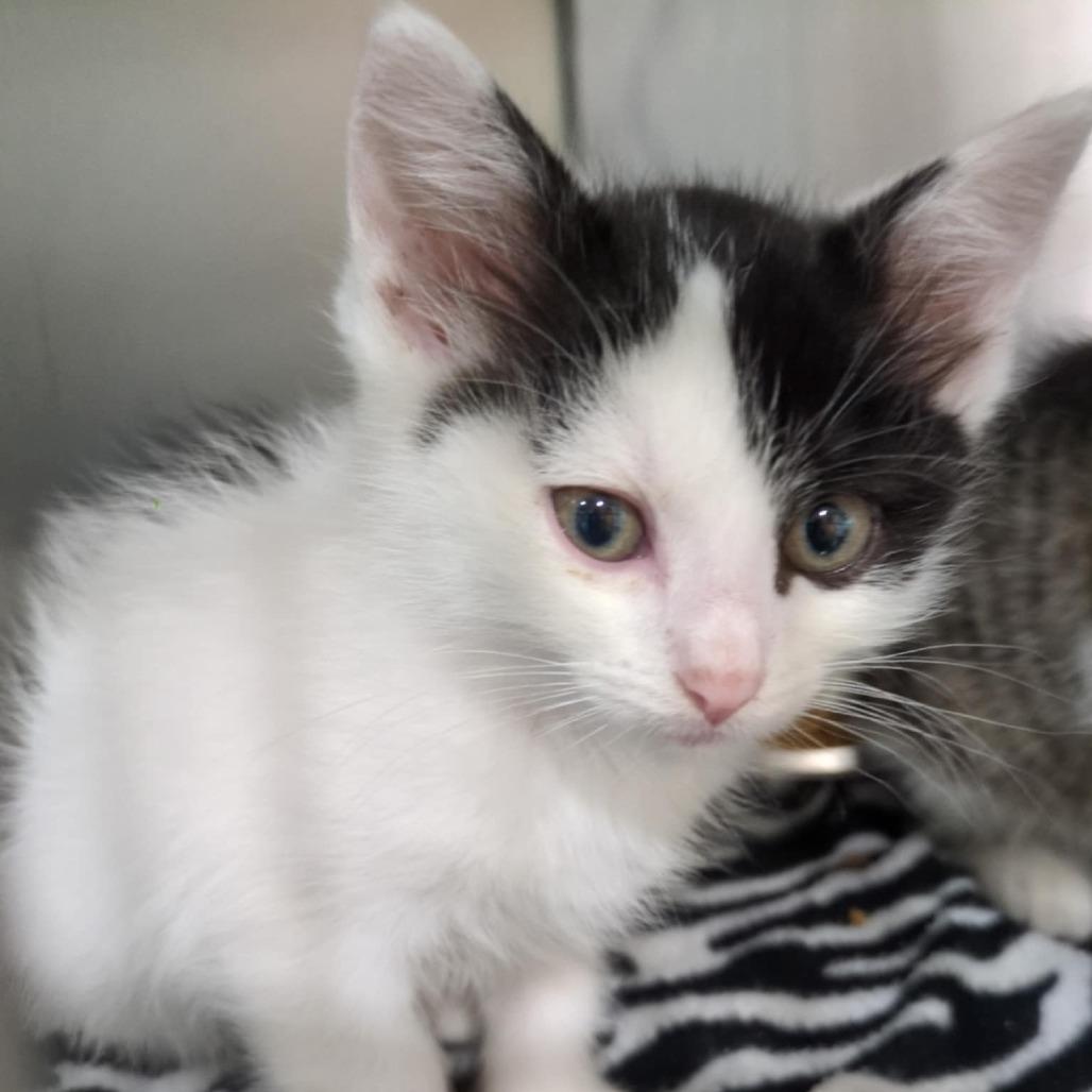 Enlarge Cordelia, a Adoptable Domestic Short Hair in Springfield, MO image 1/6