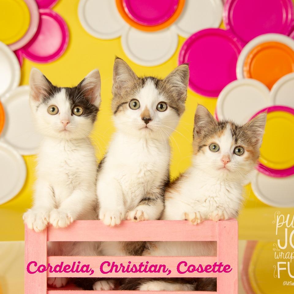 Enlarge Cordelia, a Adoptable Domestic Short Hair in Springfield, MO image 2/6