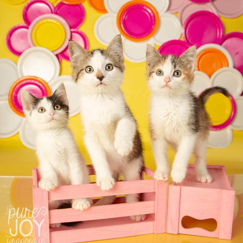 Enlarge Cordelia, a Adoptable Domestic Short Hair in Springfield, MO image 3/6