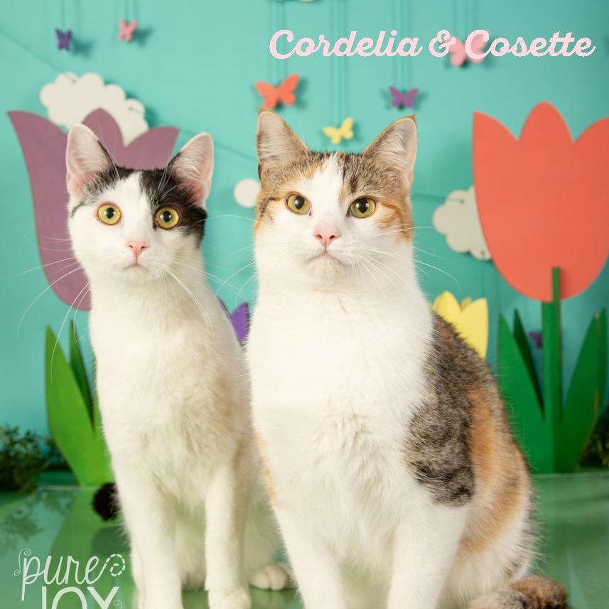 Enlarge Cordelia, a Adoptable Domestic Short Hair in Springfield, MO image 4/6