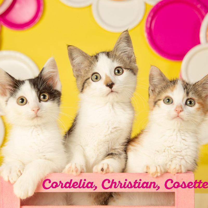 Enlarge Cordelia, a Adoptable Domestic Short Hair in Springfield, MO image 5/6