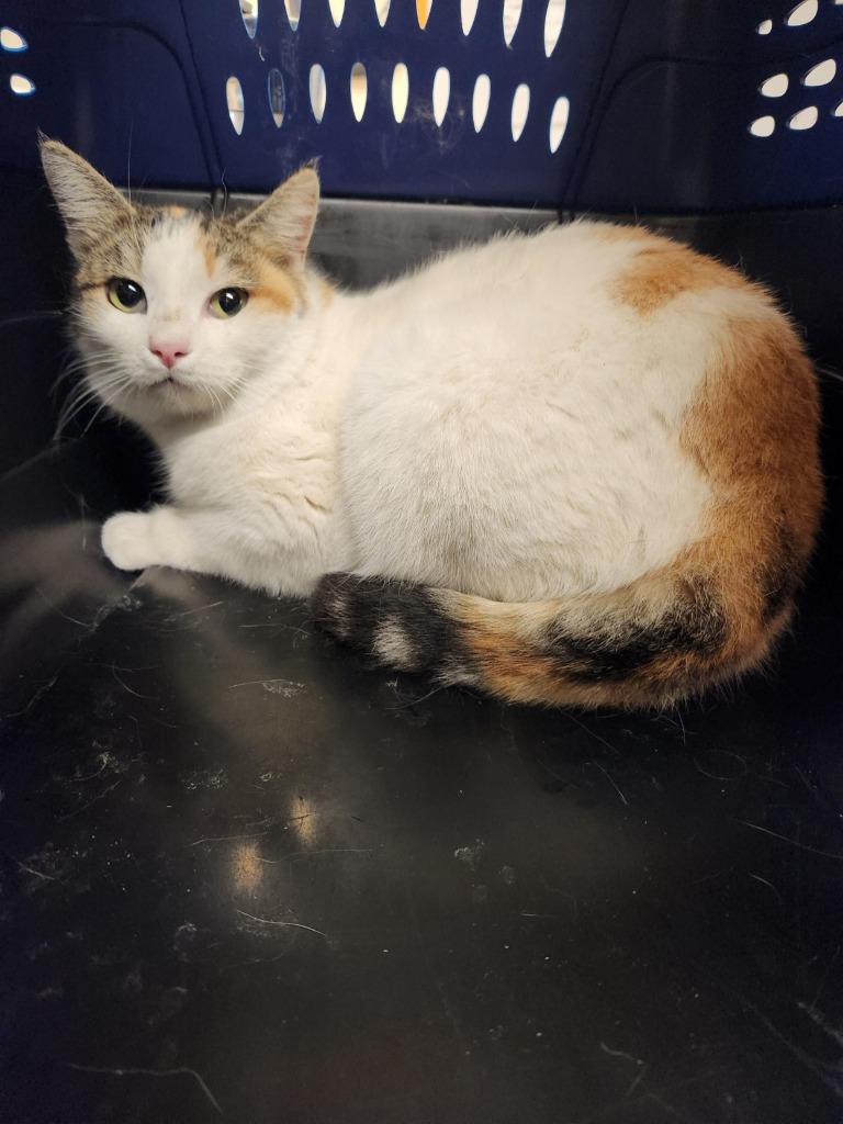 Enlarge Cat Condo #14, a Adoptable mixed breed in Greenville, TX image 1/2