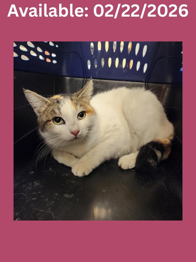 Enlarge Cat Condo #14, a Adoptable mixed breed in Greenville, TX image 2/2