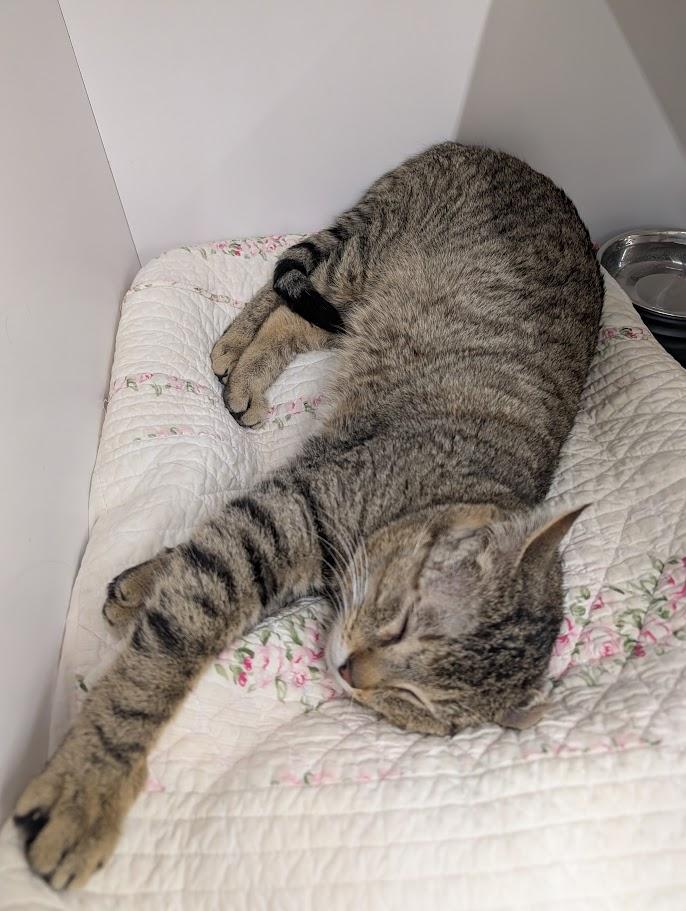 Valentino, an adopted Domestic Short Hair in Buffalo, NY image 2/4