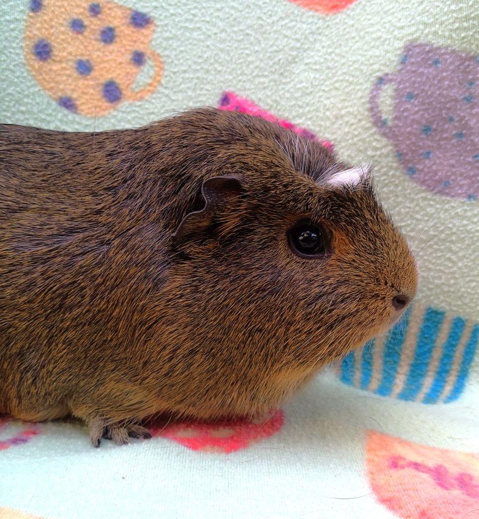 Enlarge Suzi, a ADOPTABLE Short-Haired in Goleta, CA image 1/2