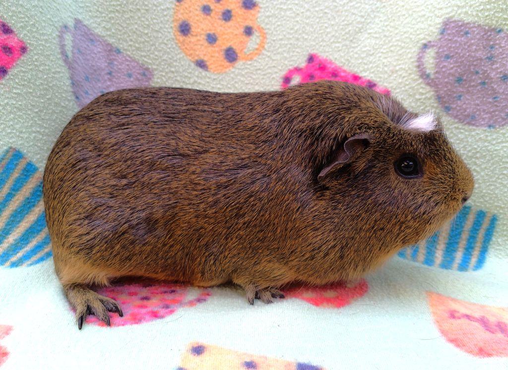 Enlarge Suzi, a ADOPTABLE Short-Haired in Goleta, CA image 2/2