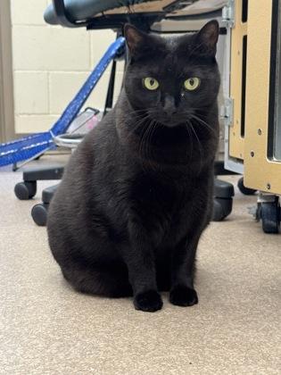Olive, Adoptable, Senior Female Domestic Short Hair & Domestic Short Hair.