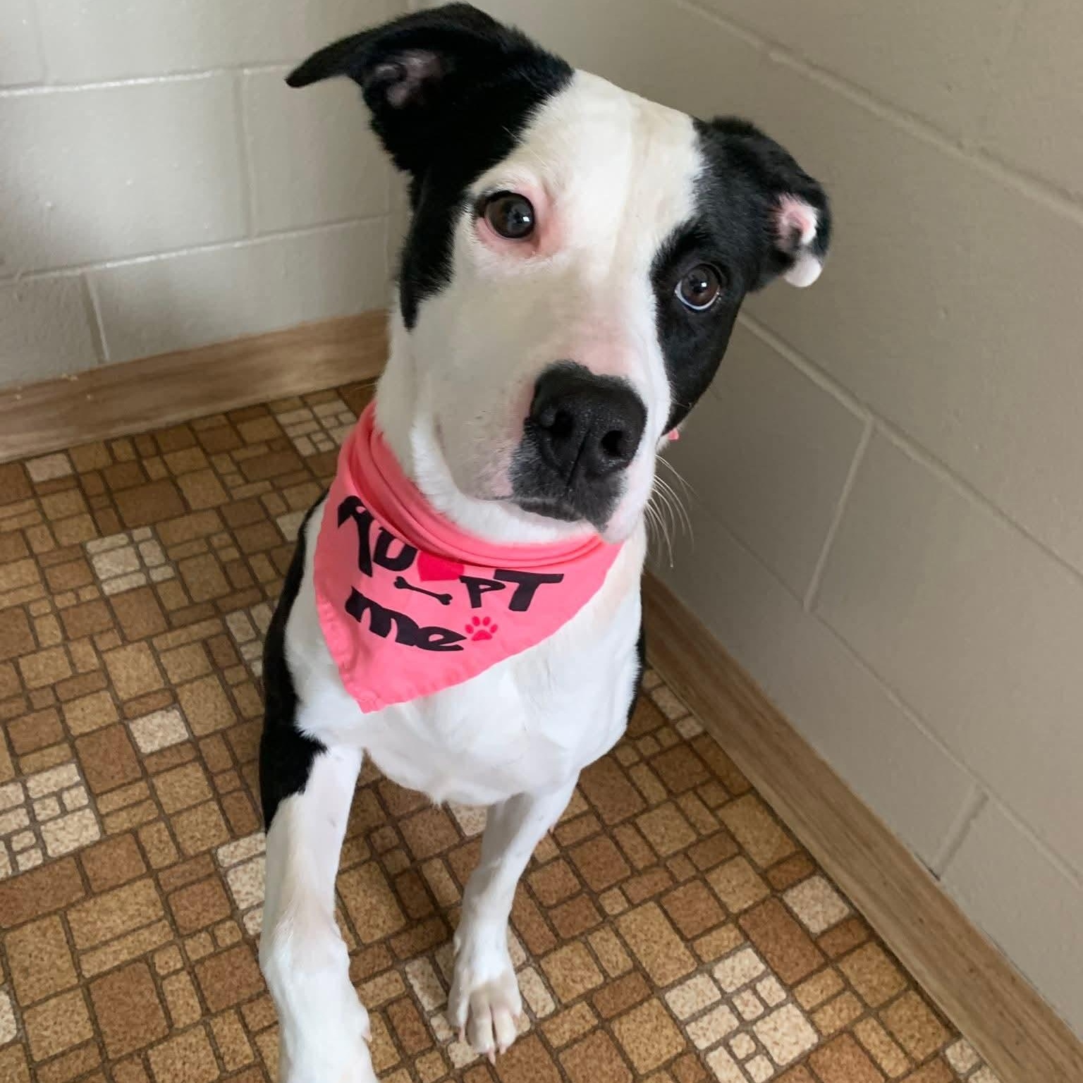 Enlarge Nova, a ADOPTABLE Mixed Breed in Eureka, IL image 3/3