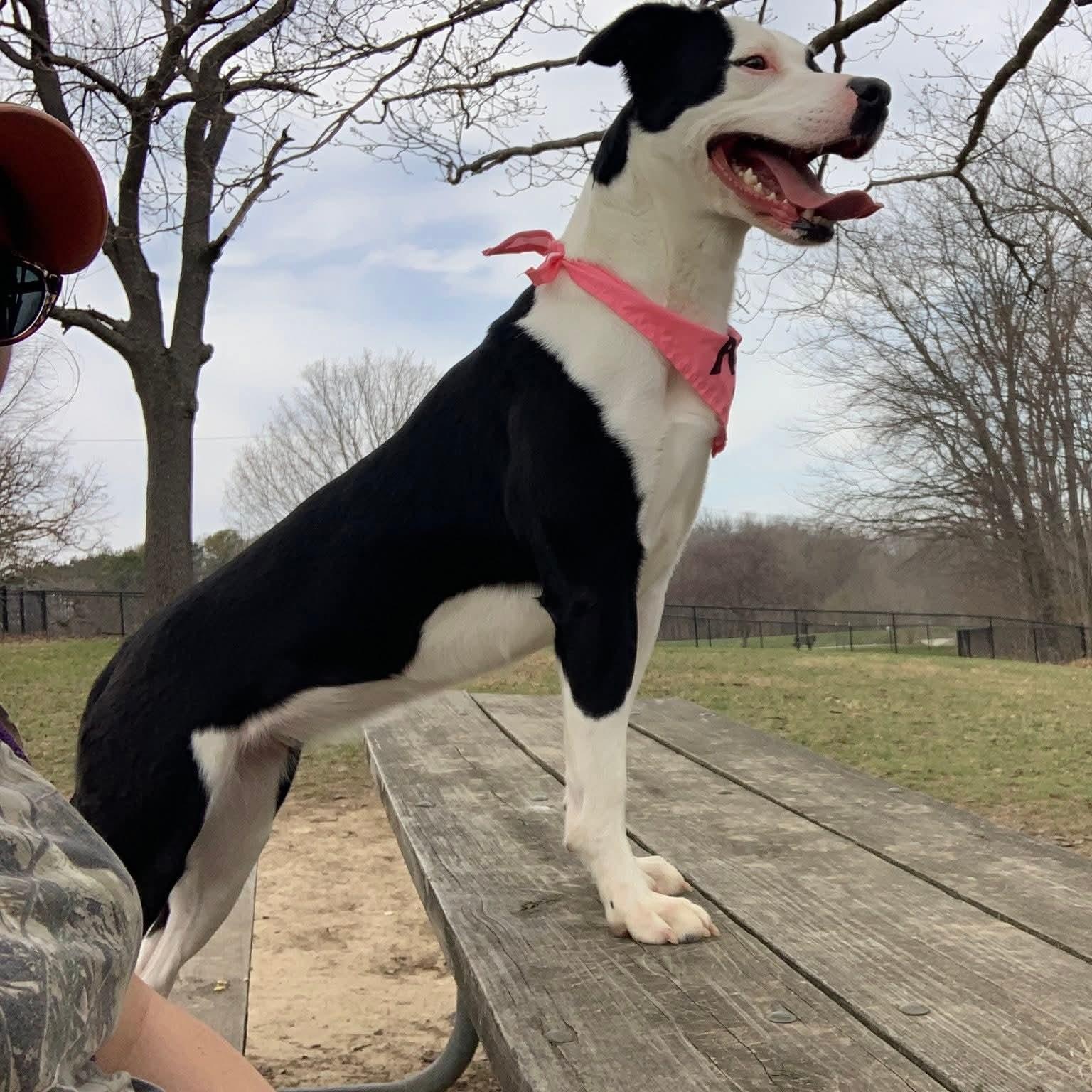 Enlarge Nova, a ADOPTABLE Mixed Breed in Eureka, IL image 2/3
