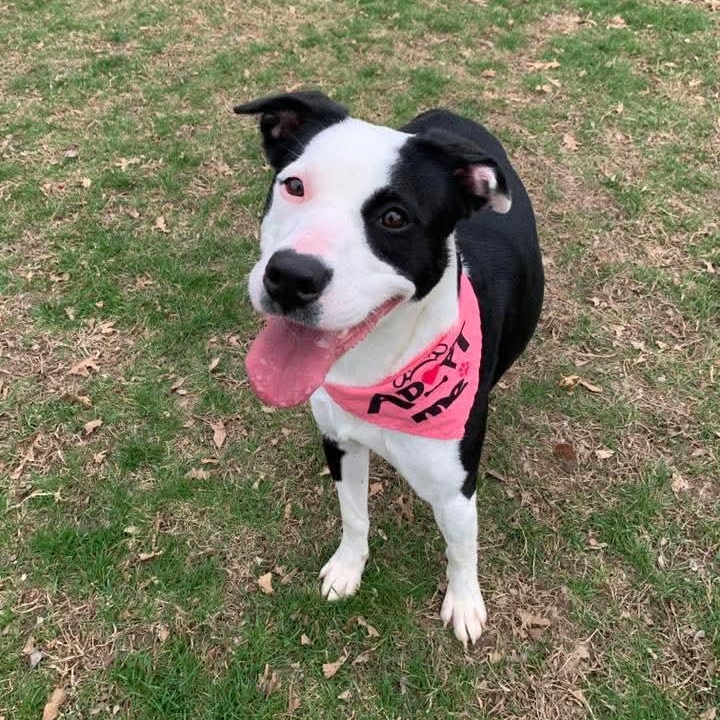 Nova, ADOPTABLE, Young Female Mixed Breed.