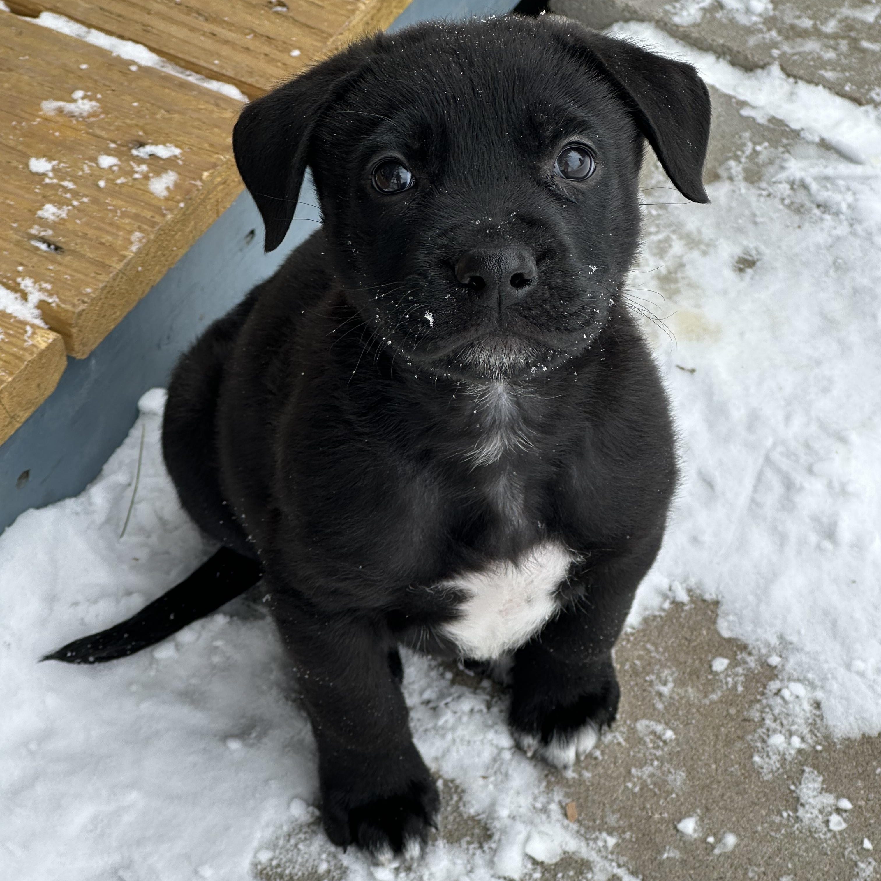 Enlarge Squiggs, a Adoptable mixed breed in Iron River, MI image 2/2