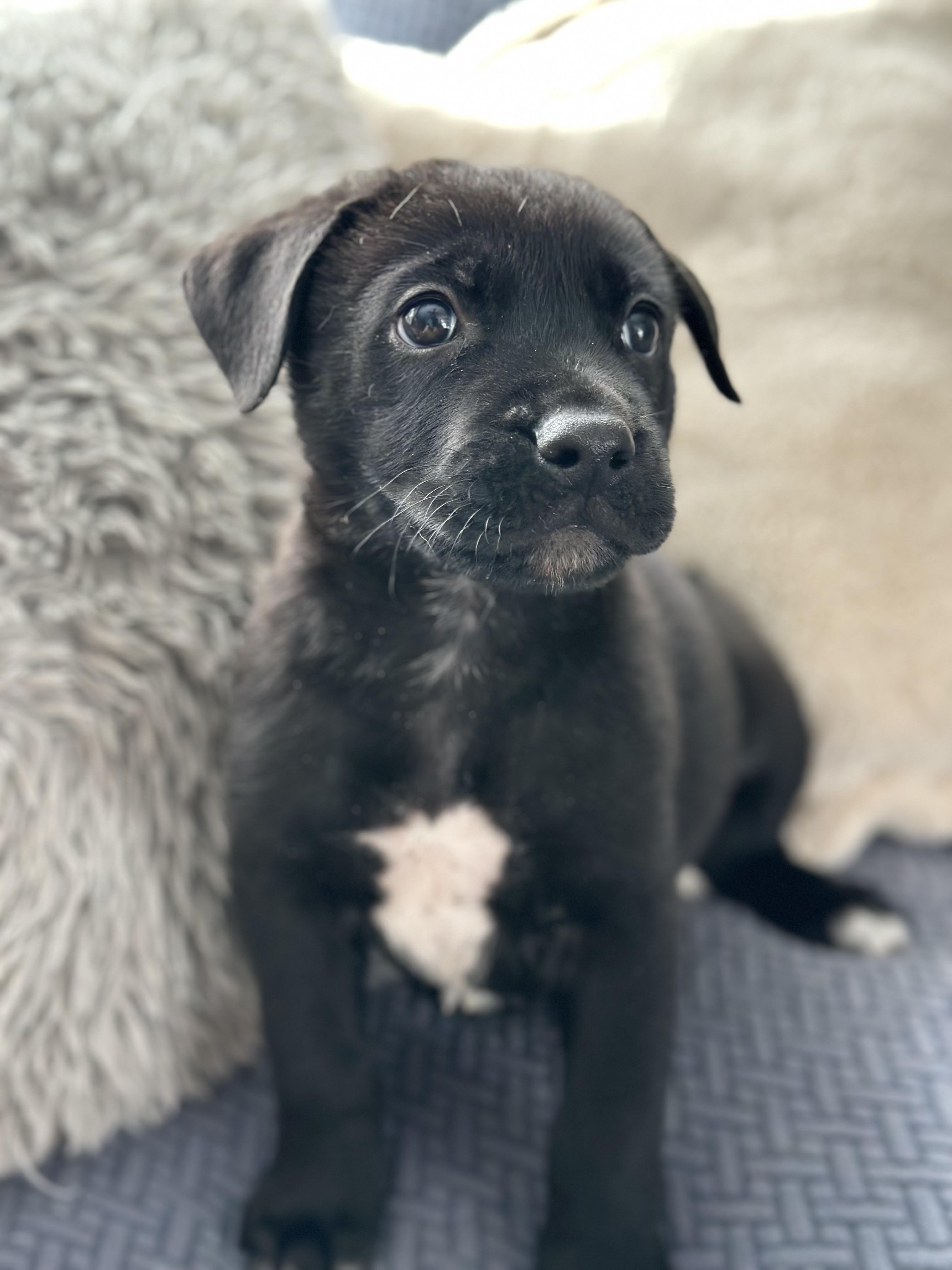 Squiggs, Adoptable, Puppy Male German Shepherd Dog & Akita.