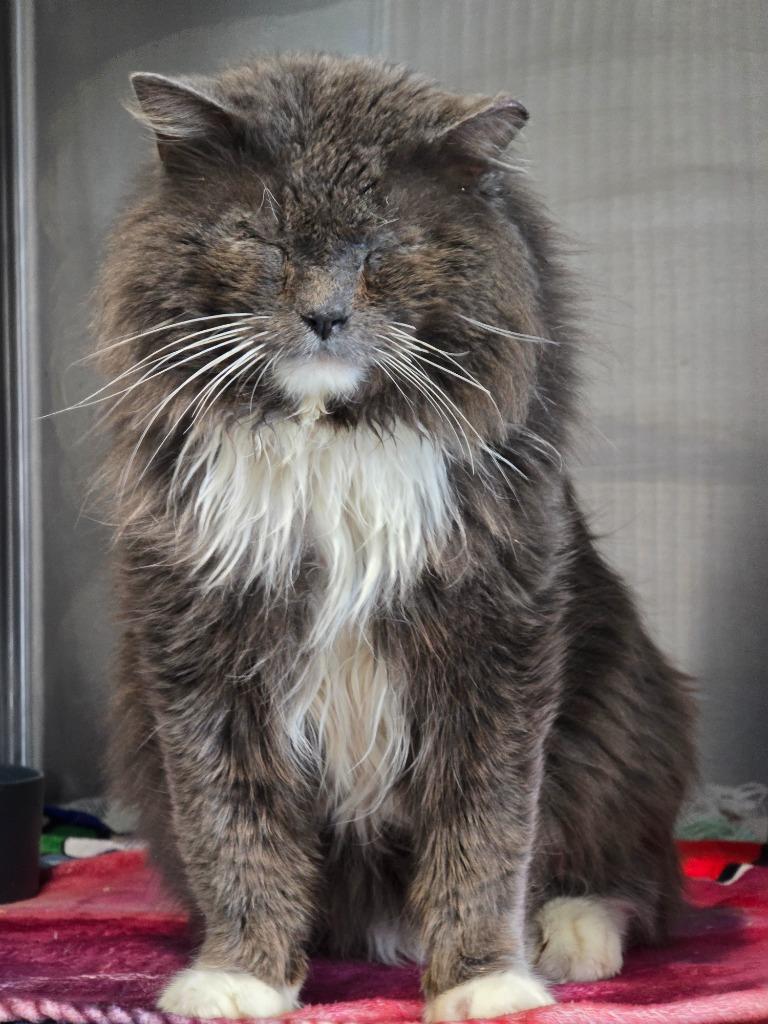 Enlarge Ham Samuel, a Adoptable mixed breed in Ashland, WI image 1/5