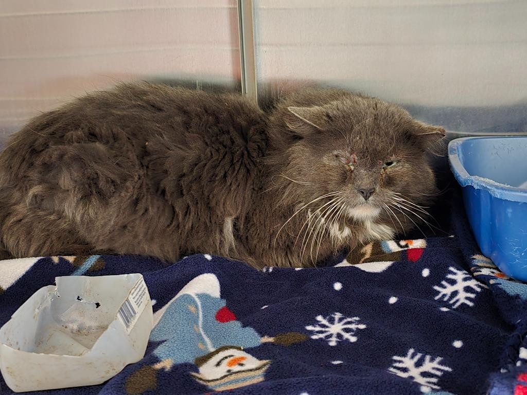 Enlarge Ham Samuel, a Adoptable mixed breed in Ashland, WI image 2/5