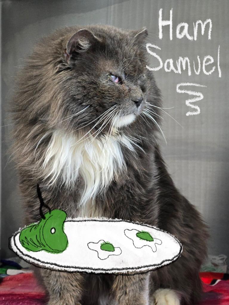 Enlarge Ham Samuel, a Adoptable mixed breed in Ashland, WI image 5/5
