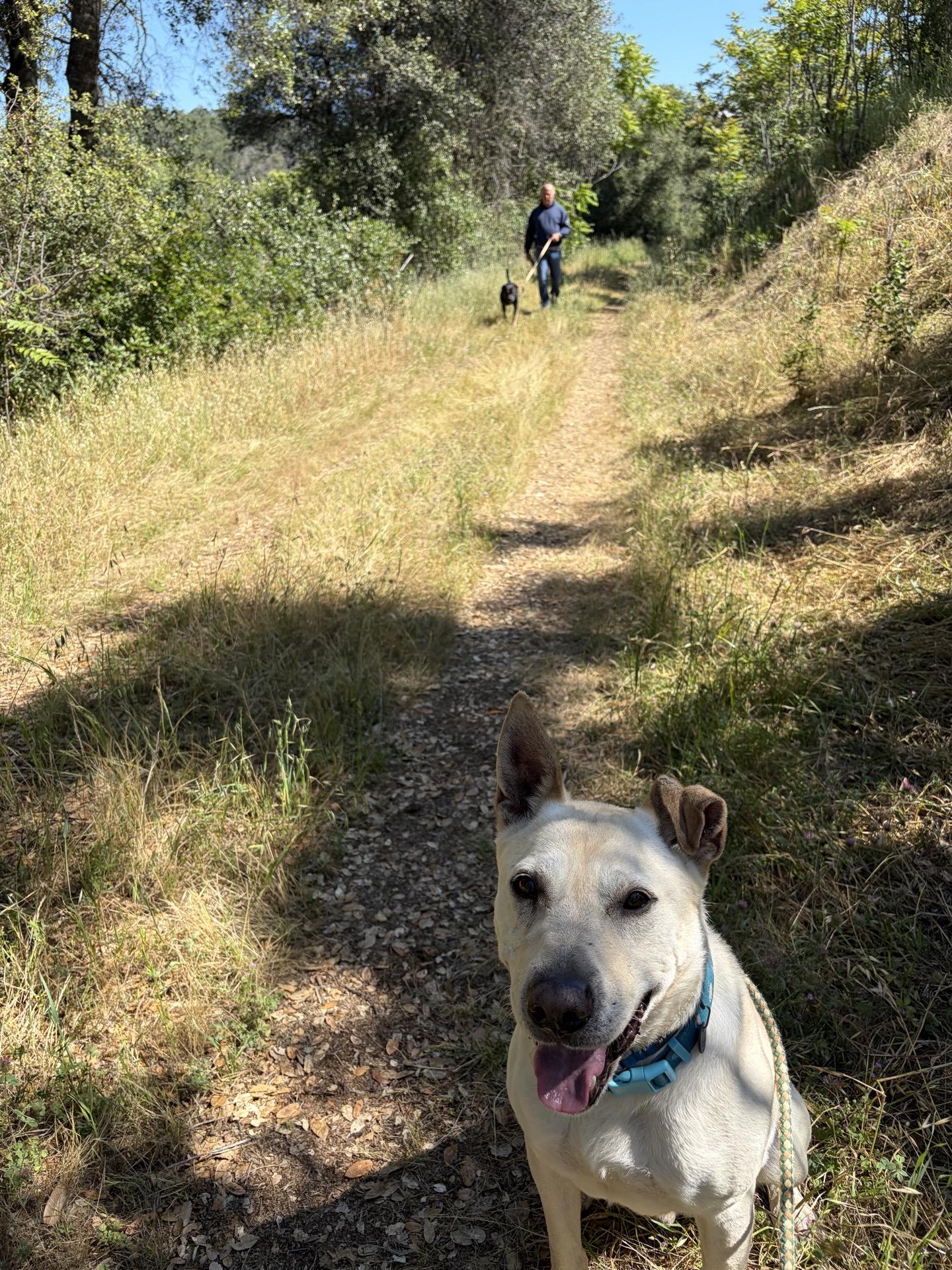 Enlarge Kokoum, a ADOPTABLE mixed breed in Sonora, CA image 2/3