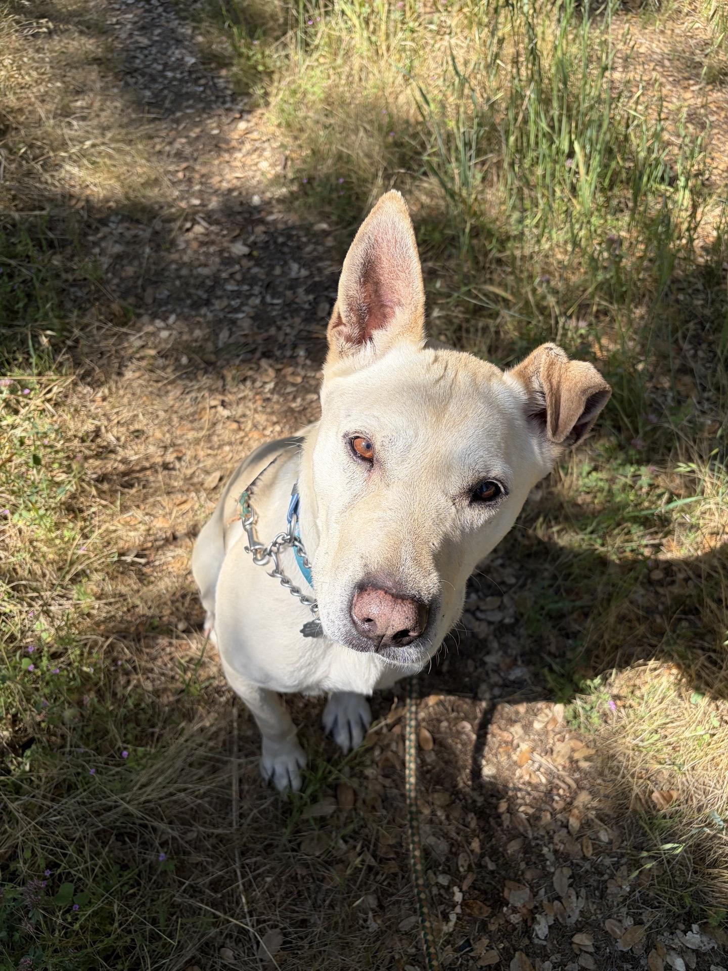Enlarge Kokoum, a ADOPTABLE mixed breed in Sonora, CA image 1/3