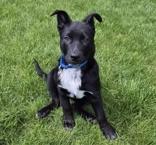 Big Guy, an adoptable mixed breed in Woodstock, IL image 1/3