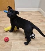 Enlarge Big Guy, an adoptable mixed breed in Woodstock, IL image 3/3