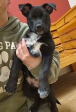 Big Guy, adoptable, Puppy Male Terrier.