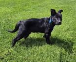 Big Guy, an adoptable mixed breed in Woodstock, IL image 2/3