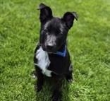 Big Guy, an adoptable mixed breed in Woodstock, IL image 3/3