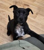 Enlarge Big Guy, an adoptable mixed breed in Woodstock, IL image 2/3