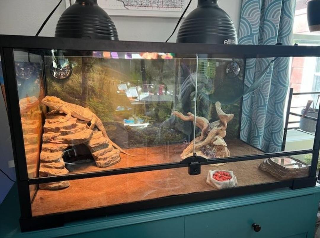 Bearded Dragon female, a Adoptable Bearded Dragon in Richland Center, WI image 2/3