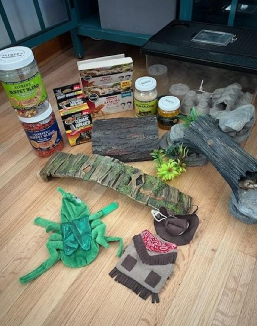 Bearded Dragon female, a Adoptable Bearded Dragon in Richland Center, WI image 3/3