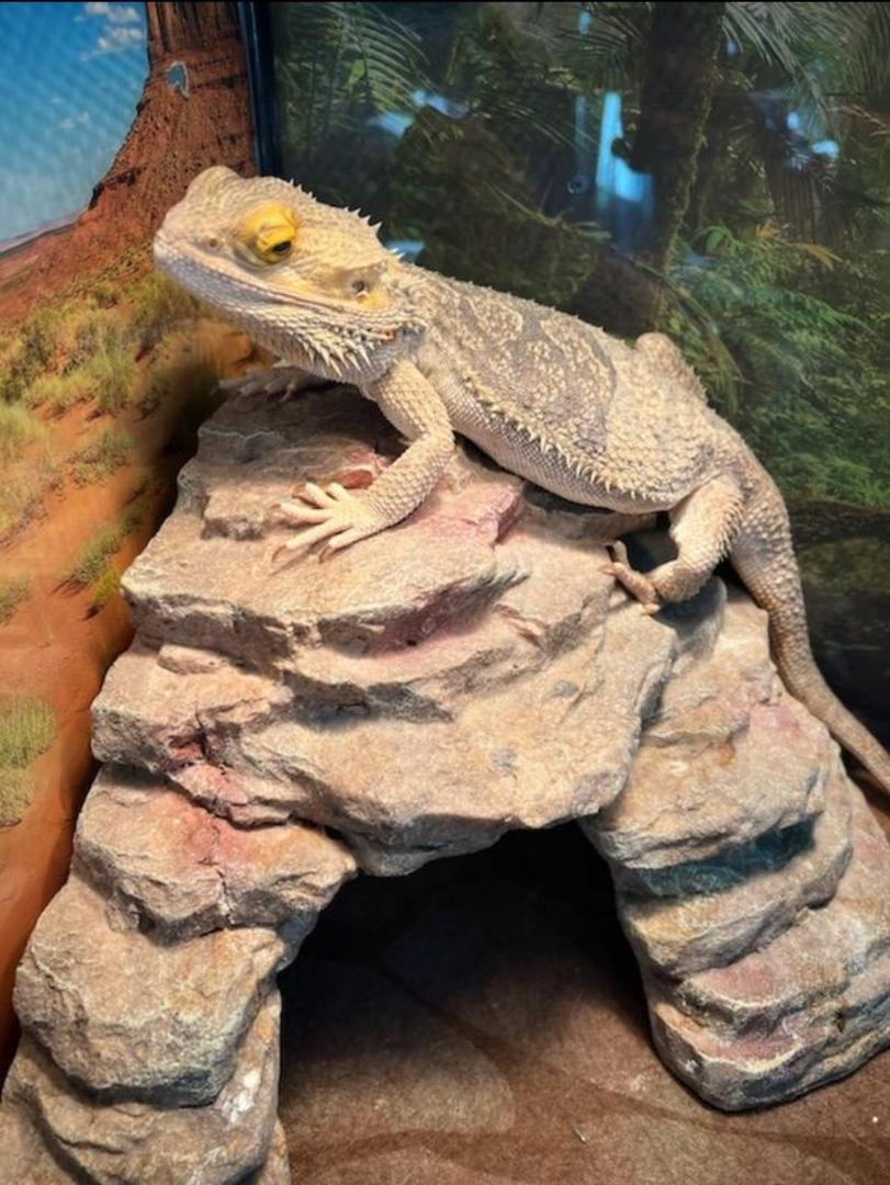 Bearded Dragon female, a Adoptable Bearded Dragon in Richland Center, WI image 1/3