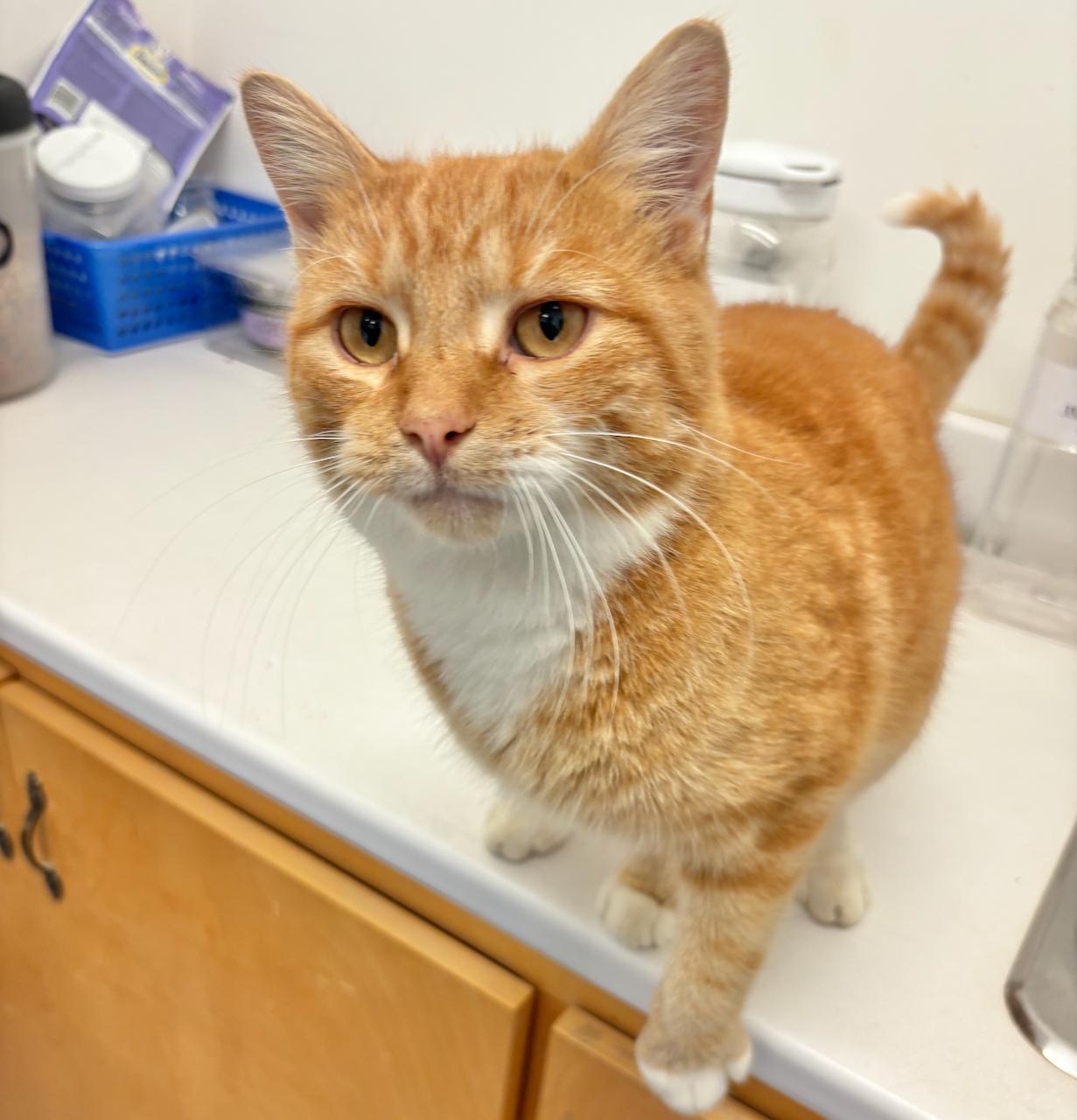 Wilbur - at Pet Valu, an adoptable Domestic Short Hair in St Stephen, NB, E3L 2X2 | Photo Image 1