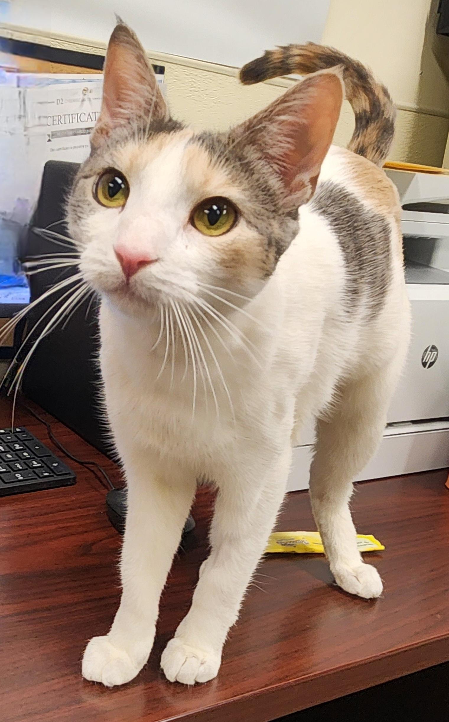 Abigail, a ADOPTABLE Domestic Short Hair in Sewaren, NJ image 2/4