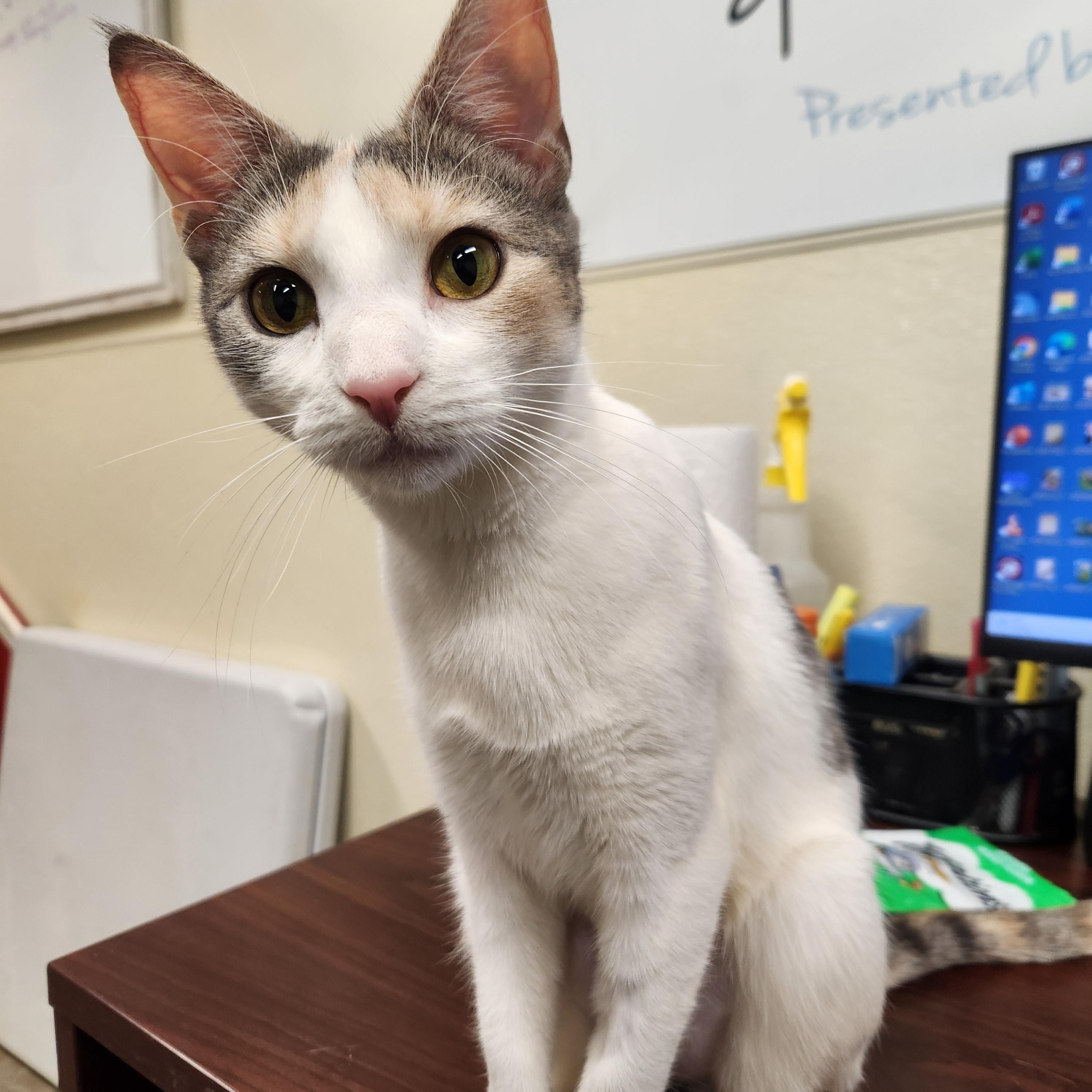 Abigail, a ADOPTABLE Domestic Short Hair in Sewaren, NJ image 3/4