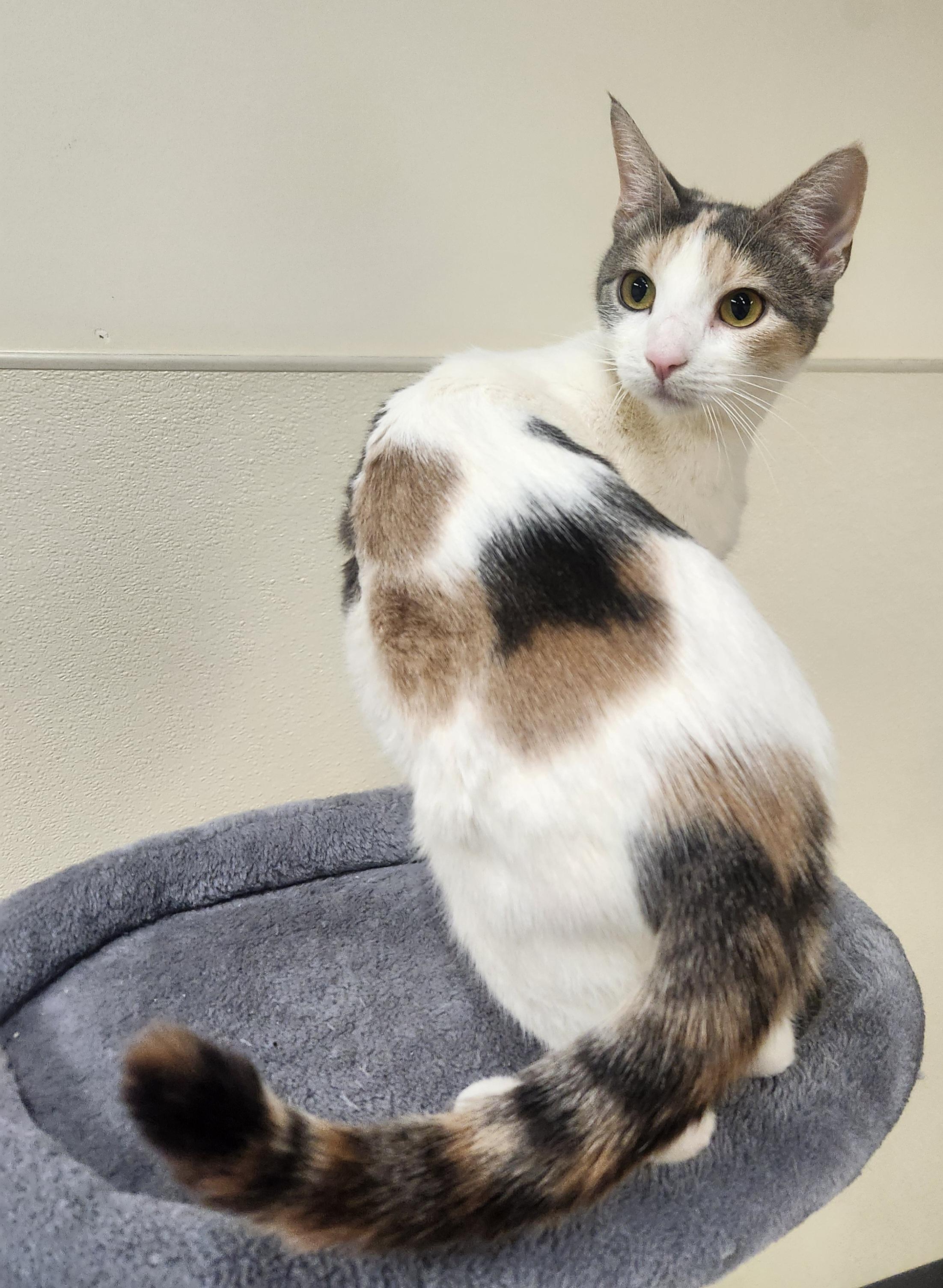 Abigail, a ADOPTABLE Domestic Short Hair in Sewaren, NJ image 4/4