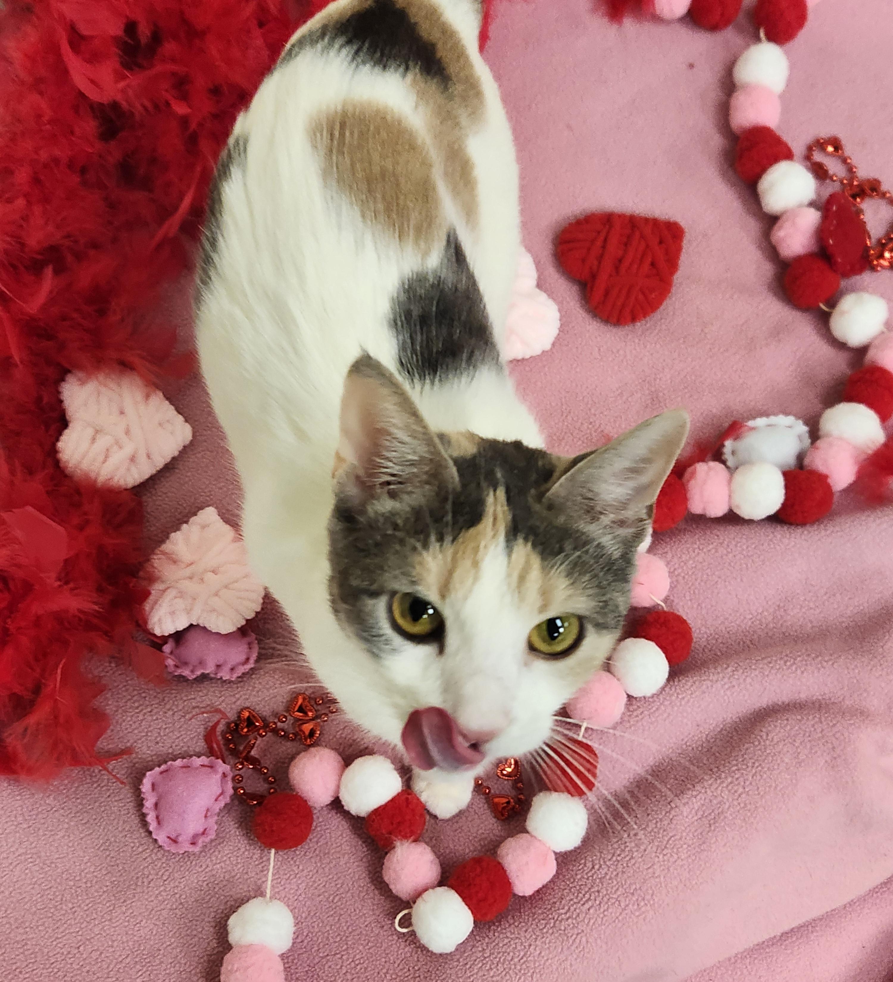 Abigail, a ADOPTABLE Domestic Short Hair in Sewaren, NJ image 1/4