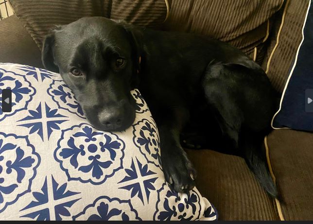 Duke