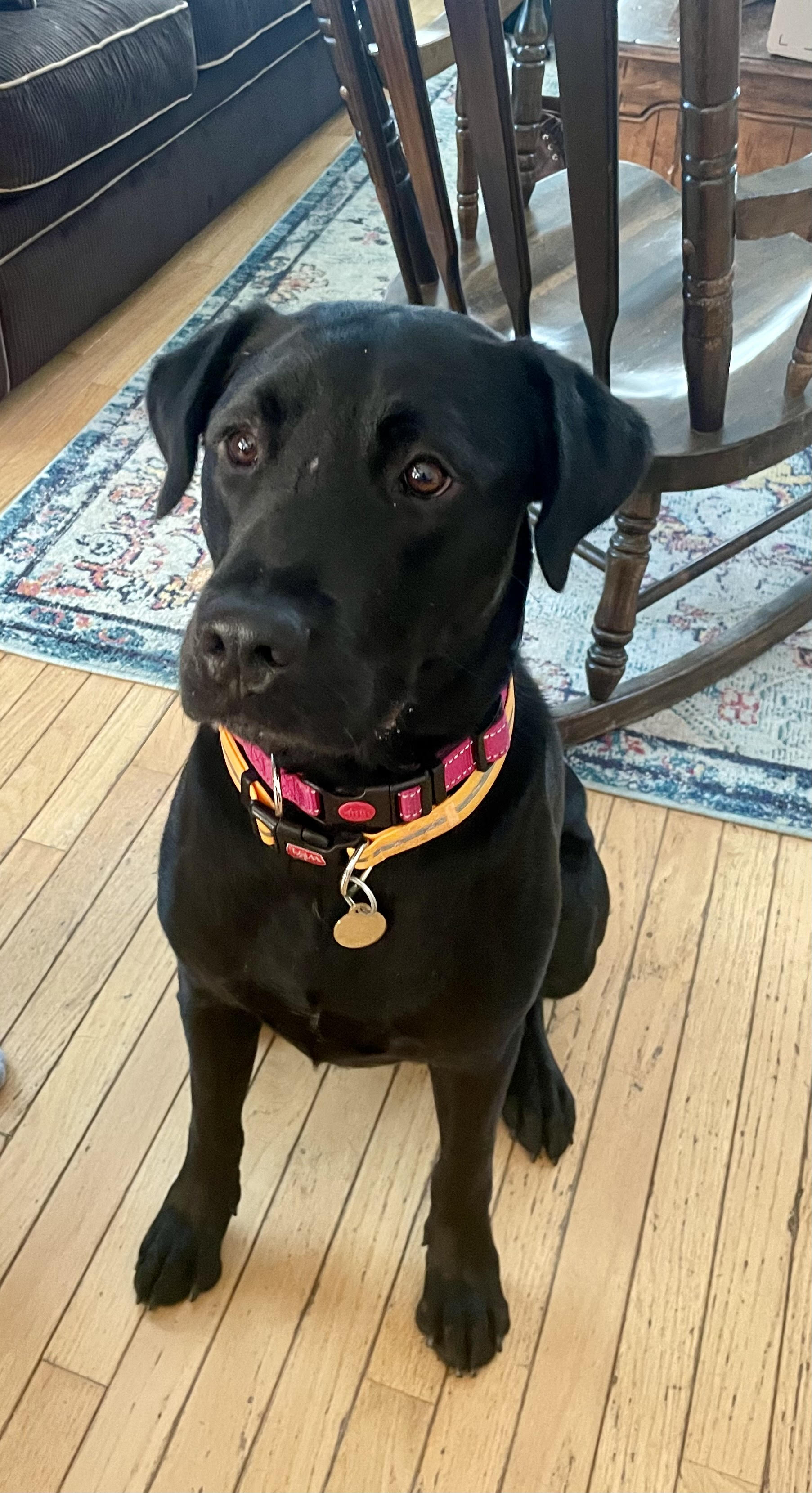 Duke 2
