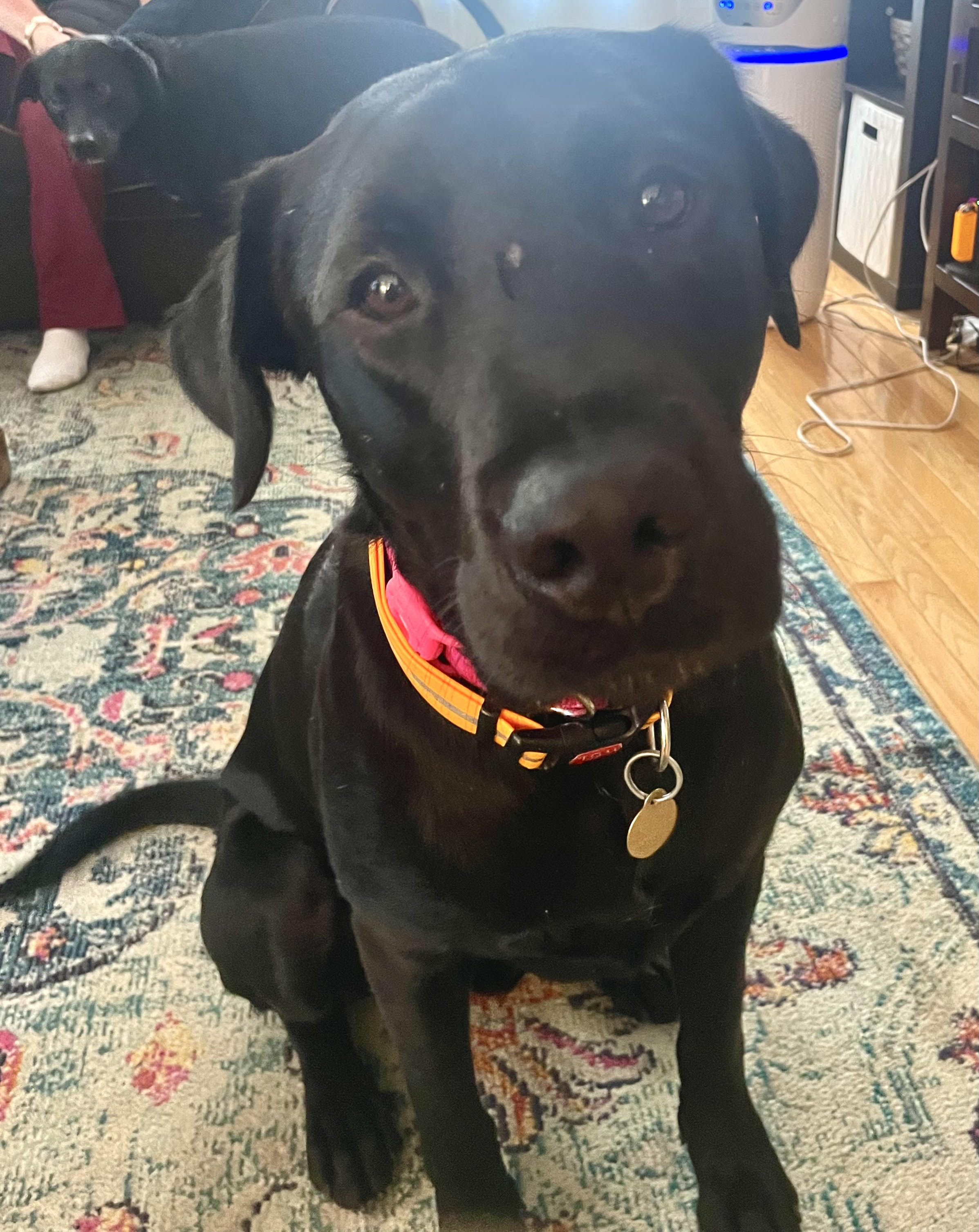 Duke 5