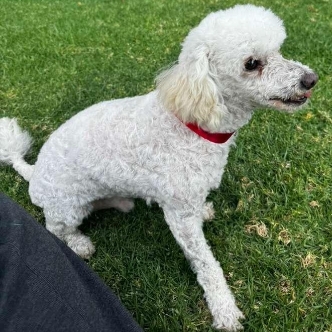 Picasso — thumbnail 4