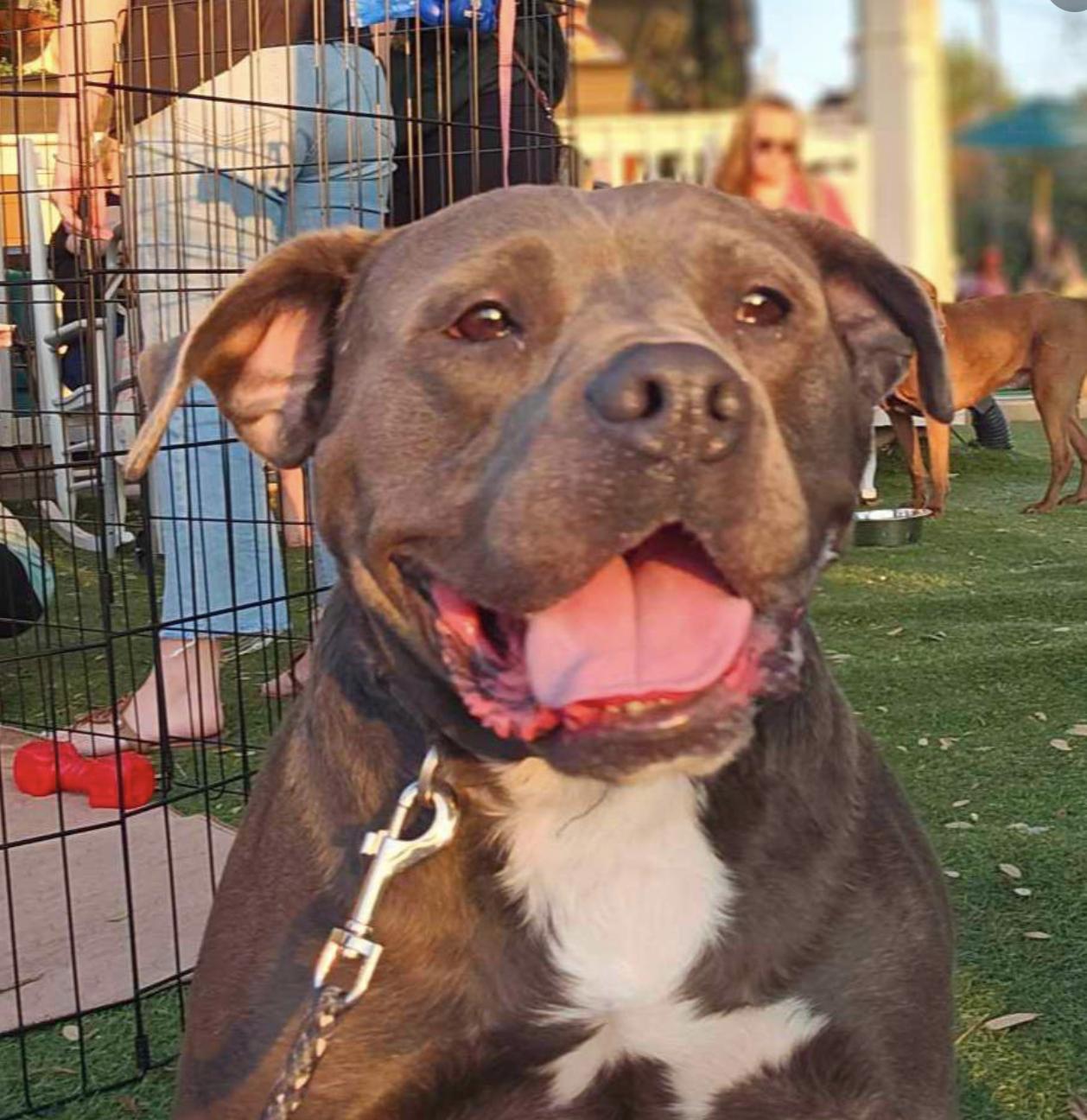 Cooper, Adult Male American Bulldog