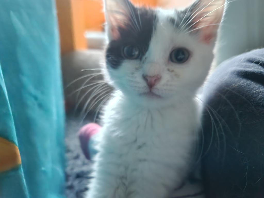 Winnie, Adopted, Kitten Female Domestic Short Hair.